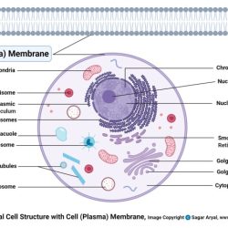 Cell defense the plasma membrane worksheet