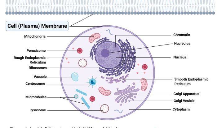 Cell defense the plasma membrane worksheet