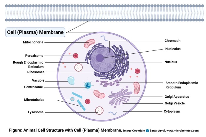 Cell defense the plasma membrane worksheet