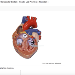 Pal models cardiovascular system heart lab practical question 4