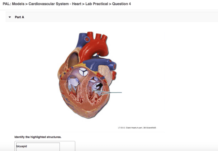 Pal models cardiovascular system heart lab practical question 4