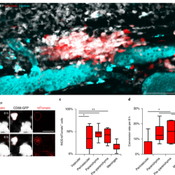 Follows irregular contours of spinal cord surface