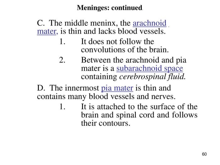 Cord spinal