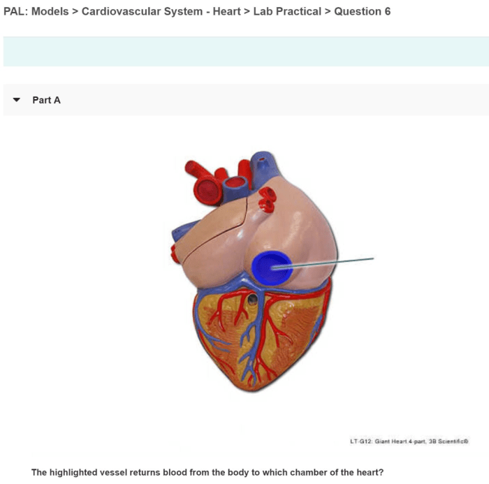 Heart pal cardiovascular lab system models practical question solved answers