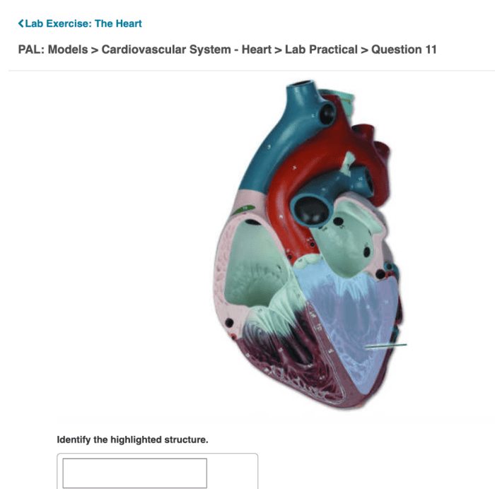 Pal models cardiovascular system heart lab practical question 4